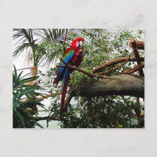 Grünflügelmaka #4 Postkarte