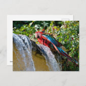 Grünflügelmaka neben einem Wasserfall Feiertagspostkarte (Vorne/Hinten)