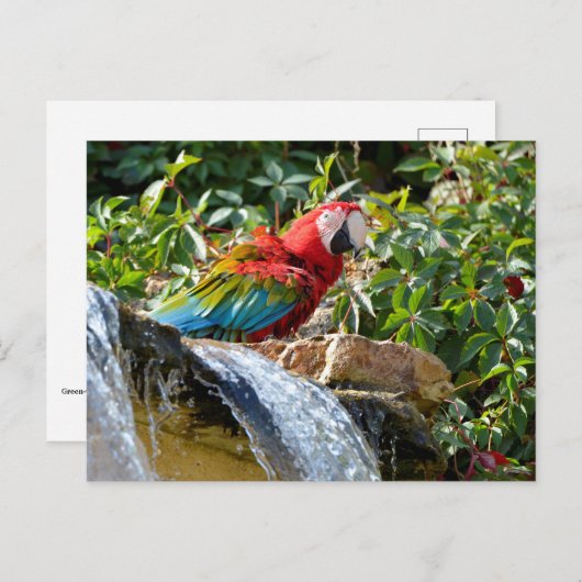 Grünflügelmaka neben einem Wasserfall Postkarte (Vorne/Hinten)
