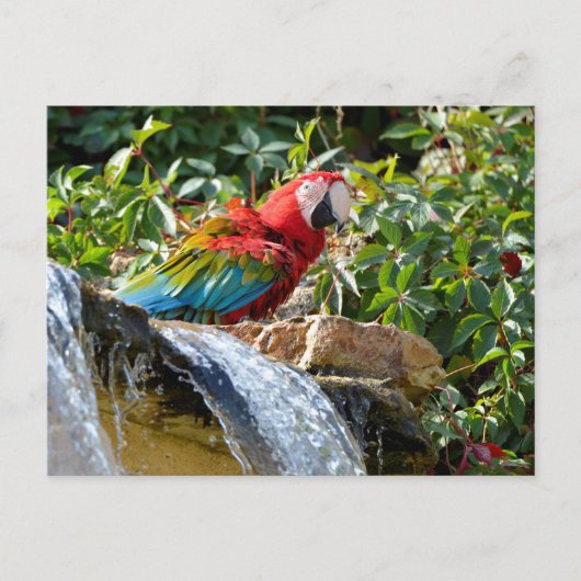 Grünflügelmaka neben einem Wasserfall Postkarte (Vorderseite)