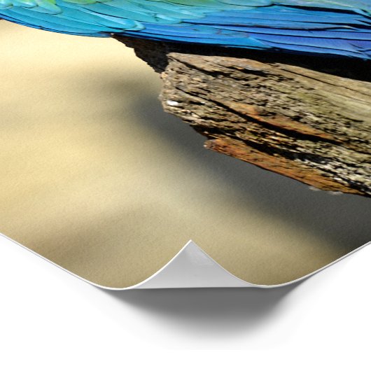 Grünflügelmaka Poster (Ecke)