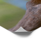 Grünflügelmaka schließen poster (Ecke)