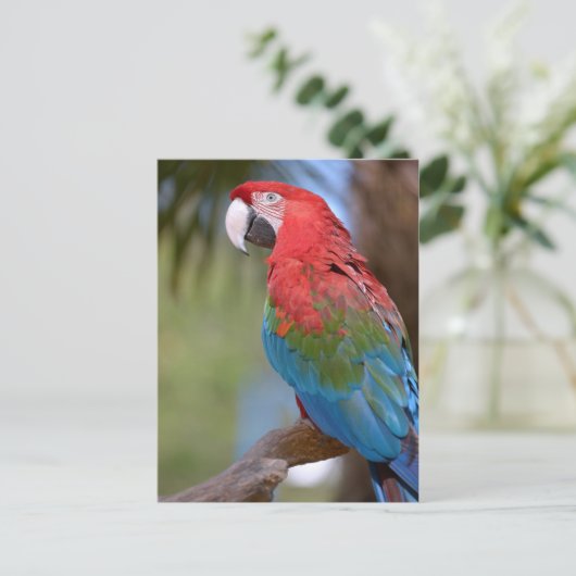 Grünflügelmaka schließen postkarte (Stehend Vorderseite)