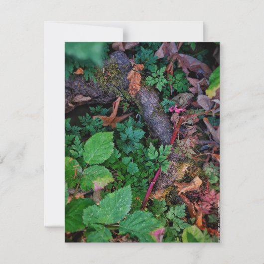 Grünfolie Einladung (Vorderseite)