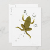 Grünfrosch Postkarte (Vorne/Hinten)