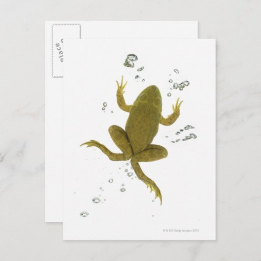 Grünfrosch Postkarte (Vorne/Hinten)