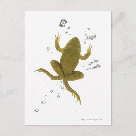 Grünfrosch Postkarte (Vorderseite)