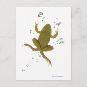 Grünfrosch Postkarte