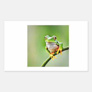 Grünfrosch Rechteckiger Aufkleber