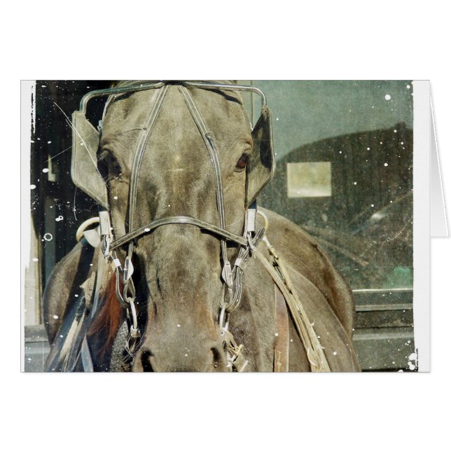 Grunge Amish Buggy Horse (Vorderseite (Horizontal))