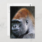 Grunge Lowland Gorilla Nah-up Face Postkarte (Vorne/Hinten)
