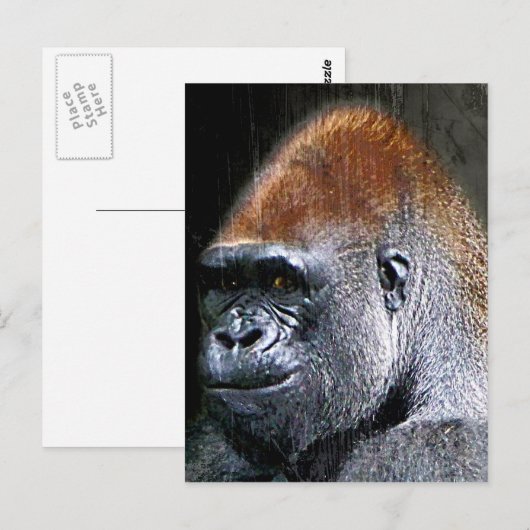 Grunge Lowland Gorilla Nah-up Face Postkarte (Vorne/Hinten)