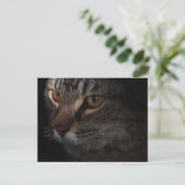 Grunge Tabby Cat Face in Shadow Postkarte (Stehend Vorderseite)