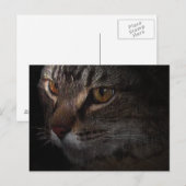 Grunge Tabby Cat Face in Shadow Postkarte (Vorne/Hinten)