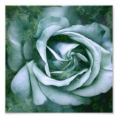 Grunge Texture Painted Rose Foto Print (Vorne)