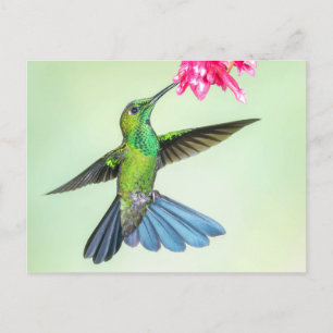 Grüngekrönte brillante Hummingbird & Pink-Blume Postkarte