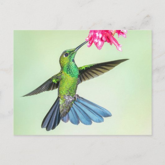 Grüngekrönte brillante Hummingbird & Pink-Blume Postkarte (Vorderseite)