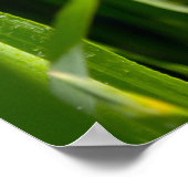 Grüngras Poster (Ecke)