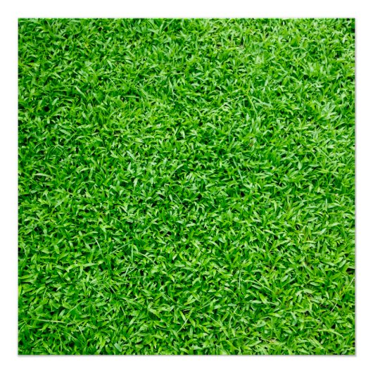 Grüngras Poster (Vorderseite)