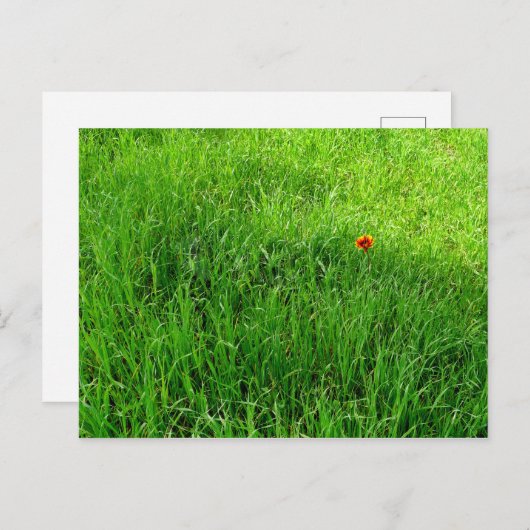 Grüngras Postkarte (Vorne/Hinten)