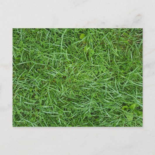 Grüngras Postkarte (Vorderseite)