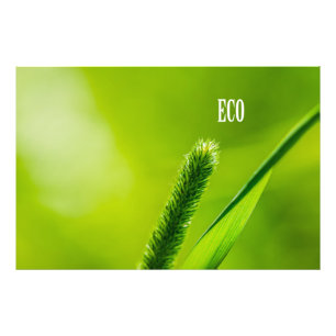 Grüngras und Sonne - Öko Fotodruck