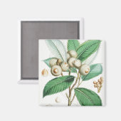 Grünholzeiche Magnet (Vorderseite/Rückseite)