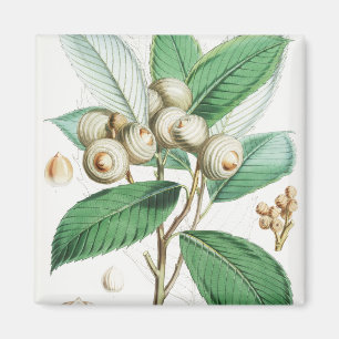 Grünholzeiche Magnet