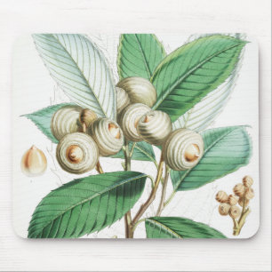 Grünholzeiche Mousepad