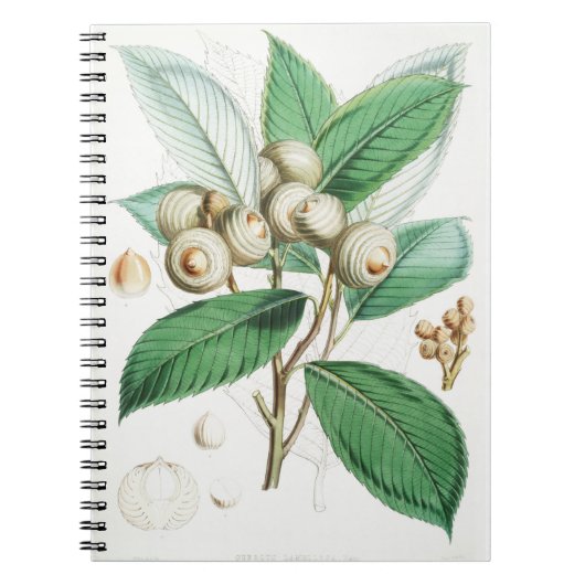 Grünholzeiche Notizblock (Vorderseite)