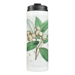 Grünholzeiche Thermosbecher