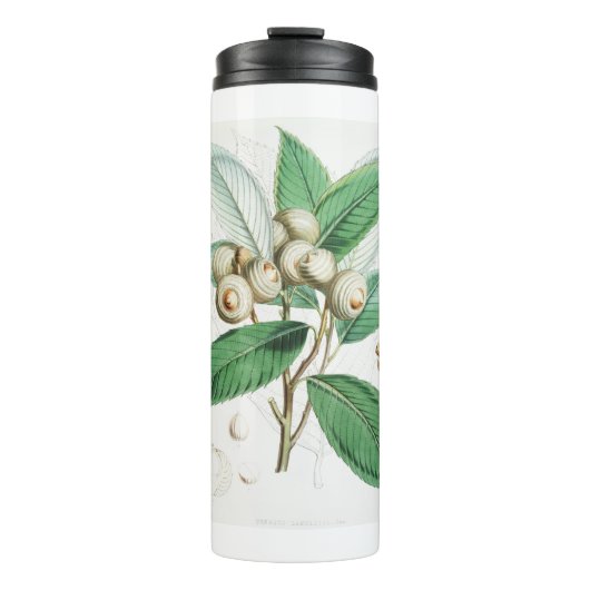 Grünholzeiche Thermosbecher (Vorderseite)