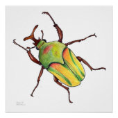 Grünkäfer Poster (Vorderseite)