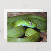 Grünkatzenschlange Postkarte (Vorne/Hinten)
