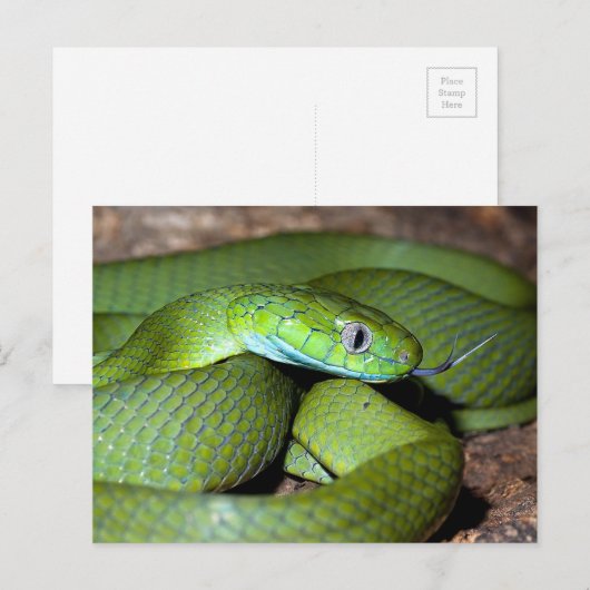 Grünkatzenschlange Postkarte (Vorne/Hinten)
