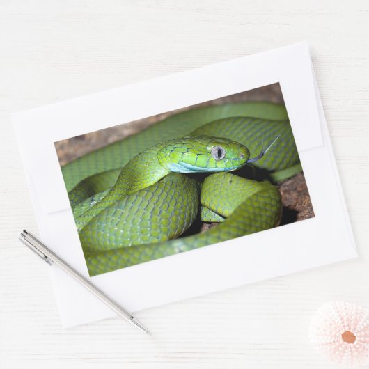 Grünkatzenschlange Rechteckiger Aufkleber (Umschlag)