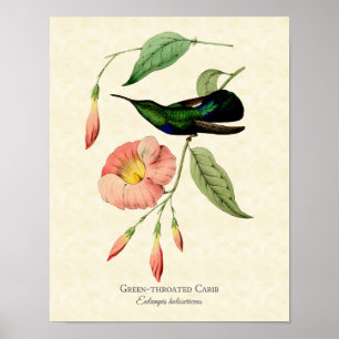 Grünkehlkolibri Vintage-Kunst Poster