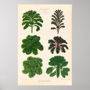 Grünkohl & Rosenkohl 1876 POSTER DRUCK Vintage