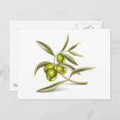 Grünolivenzweig Postkarte (Vorne/Hinten)