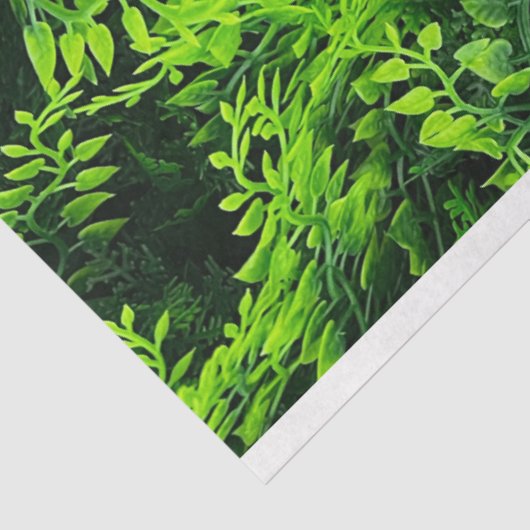 Grünpflanzen Blätter Hintergrundfrühlingsfüller Seidenpapier (Ausschnitt)