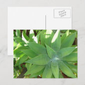 Grünpflanzen Postkarte (Vorne/Hinten)