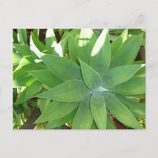 Grünpflanzen Postkarte (Vorderseite)