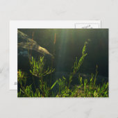Grünpflanzen Postkarte (Vorne/Hinten)
