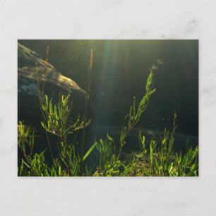 Grünpflanzen Postkarte
