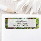 Grünpflanzen Succulents (Insitu)