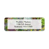 Grünpflanzen Succulents (Vorne)