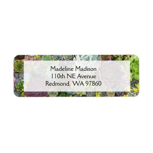 Grünpflanzen Succulents (Vorne)