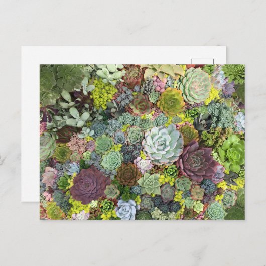 Grünpflanzen Succulents Postkarte (Vorne/Hinten)