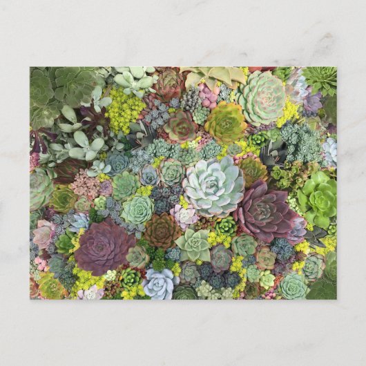 Grünpflanzen Succulents Postkarte (Vorderseite)