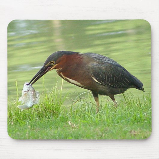 Grünreiher mit Fischen Mousepad 2 (Vorne)